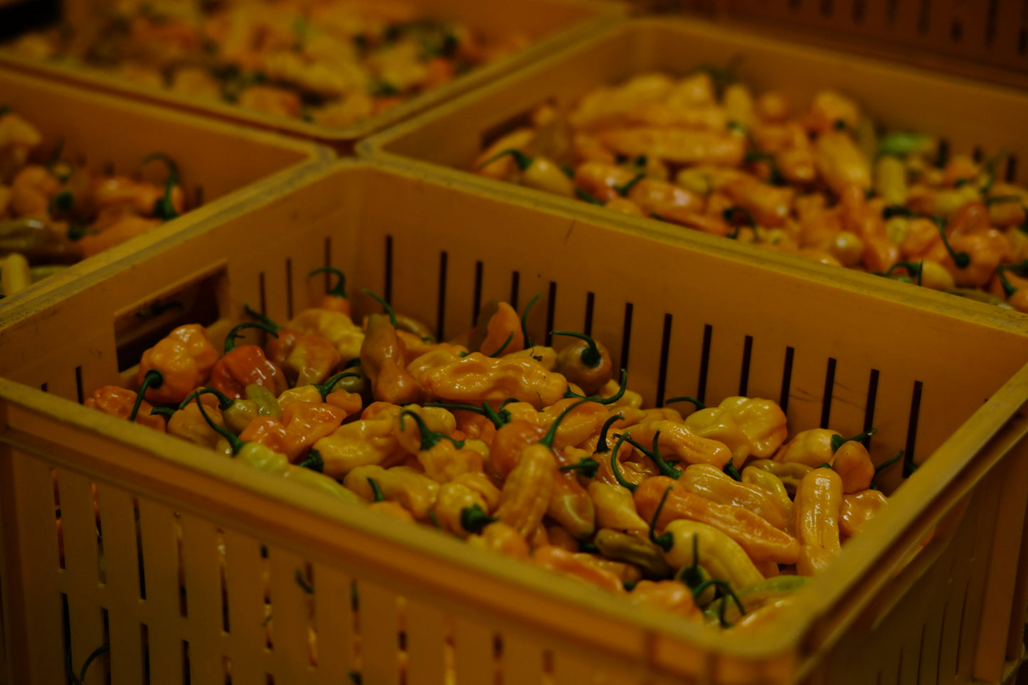 Workshop & Greenhouse Tour - Fermented Hot Sauce @ Westlandpeppers