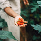 Workshop - Fermented Hot Sauce @ MOES Tuinen Amstelveen