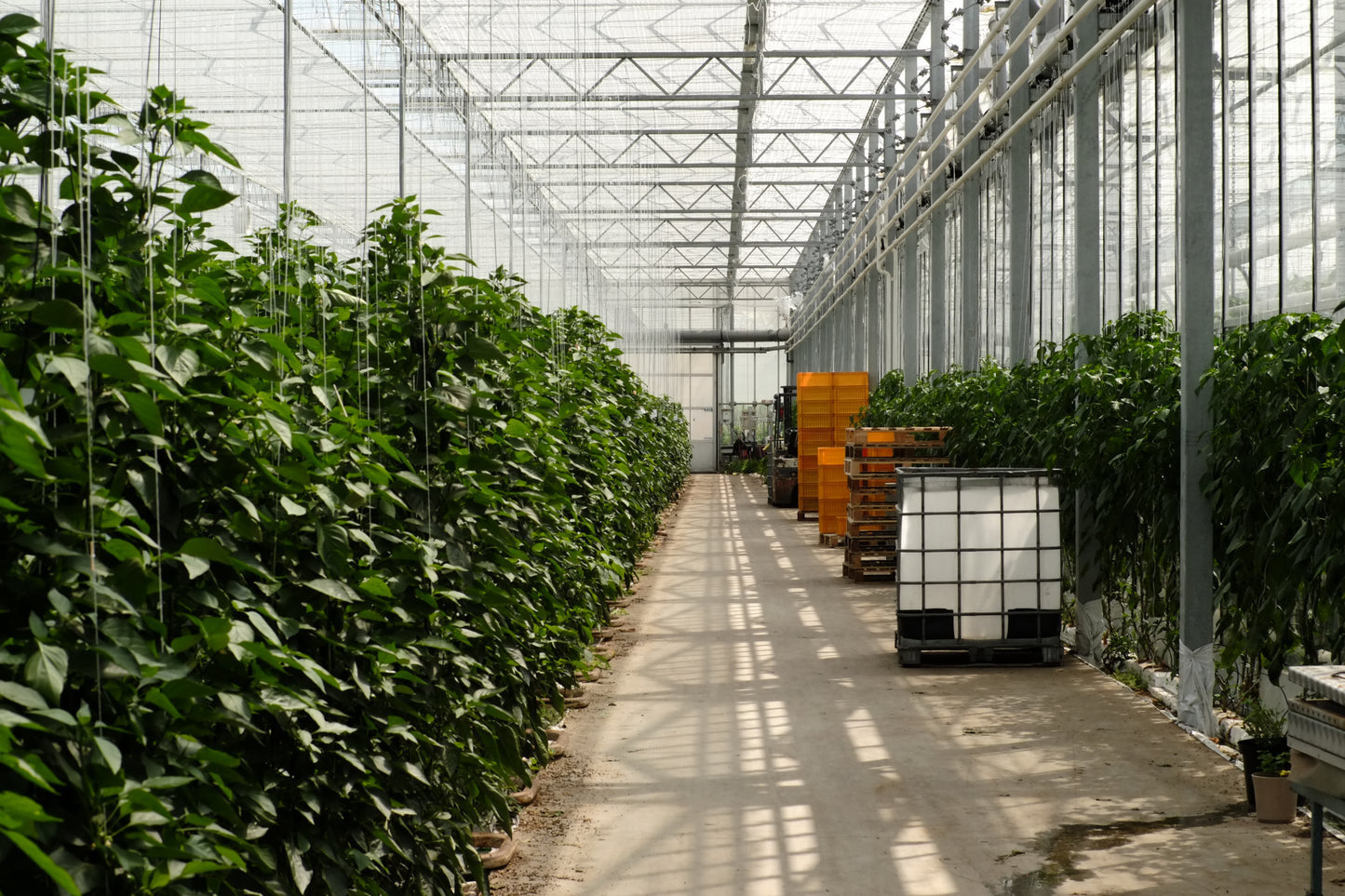 Workshop & Greenhouse Tour - Fermented Hot Sauce @ Westlandpeppers